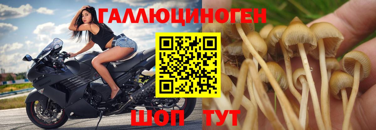 Новочеркасск  Псилоцибиновые грибы мухоморы  закладки  Вход с VPN  Галлюциногенные грибы Psilocybe 
